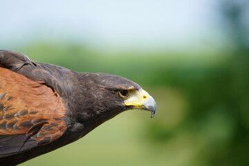 Harris's hawk