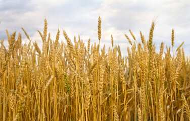 Field wheat in period harvest on background cloudy sky