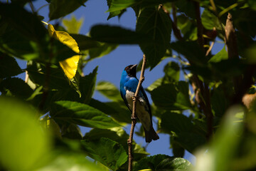 Um pássaro de cor azul empoleirado em um galho de uma árvore frondosa. (Tersina viridis). Sai-andorinha macho.