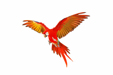 Colorful macaw parrot flying isolated on white.