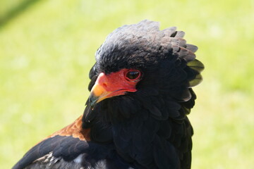 Bateleur Eagle