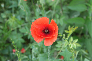 Open poppy in a grade field. Sunny spring day.