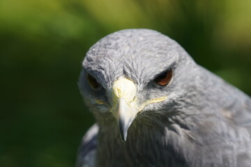 Black chested buzzard eagle