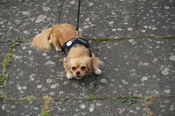 Kleiner brauner Hund liegt auf grauen Asphaltplatten 