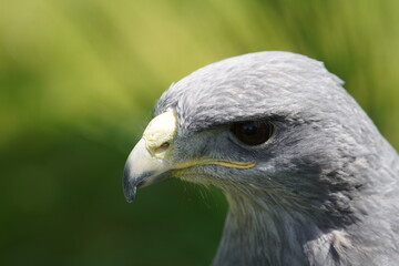 Black chested buzzard eagle