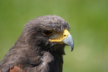 Harris's hawk