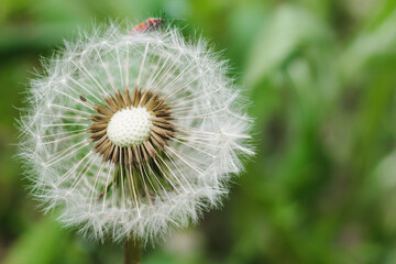 Fluffy dandelion on a green background with space for text