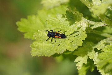 Close up larva of an harlequin ladybird  (Harmonia axyridis).  On a leaf of Feverfew (Chrysanthemum parthenium). Spring, May, Dutch garden.