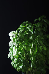 A bunch of basil in low key