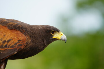 Harris's hawk