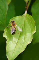 bug on leaf