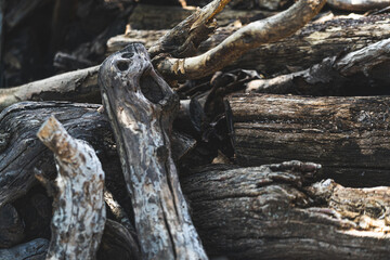 Texture detail of old and dry trunks of almond wood