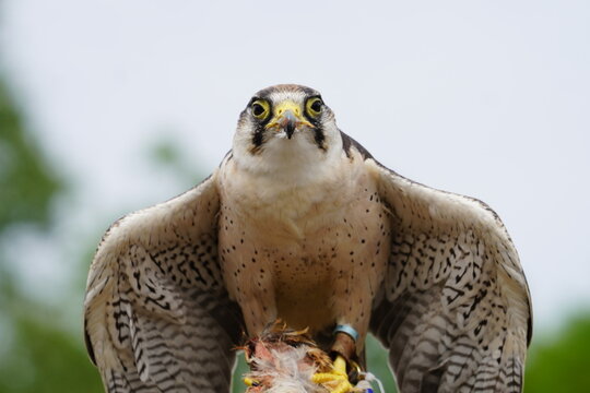 Lanner Falcon