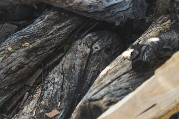 Texture detail of old and dry trunks of almond wood