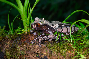 white-brown masked forest frog sitting on a log
