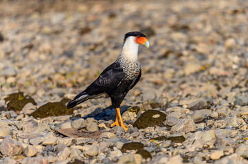 Northern Crested Caracara (Caracara cheriway) perched, Texas, USA