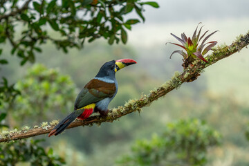 beautiful colored plate-billed mountain toucan (Andigena laminirostris) sitting n the branch very near in the cloud forest