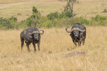 Obraz premium Big lion lying on savannah grass. Landscape with characteristic trees on the plain and hills in the background