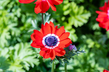 Anemone coronaria “Governor”. This plant is also known as the poppy anemone,[1] Spanish marigold, or windflower. This cultivar is called "The Governor" and produces red flowers.