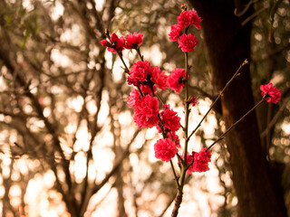 Bright pink peach blossoms