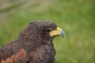 Harris's hawk