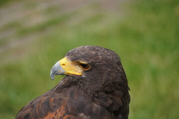 Harris's hawk