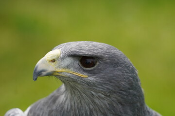 Black chested buzzard eagle