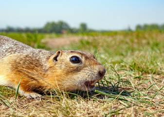 Gopher on the lawn is growling aggressively. Close-up