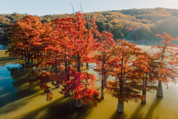 Aerial view of Taxodium distichum with red needles in river. Autumnal swamp cypresses at lake.