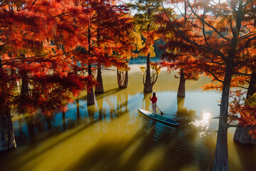 Aerial view with woman on stand up paddle board at river with Taxodium distichum trees and morning...