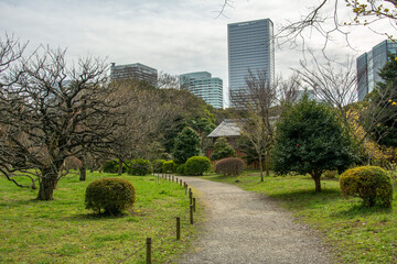 Skyline view of Chuo Ward area seen through the pine trees in Hamarikyu Gardens in Tokyo, Japan