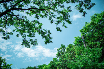 木と空