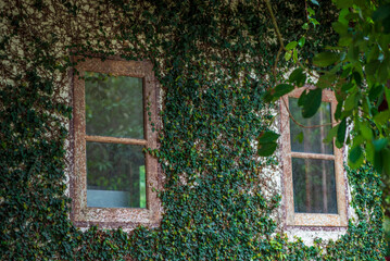 old window with leaves