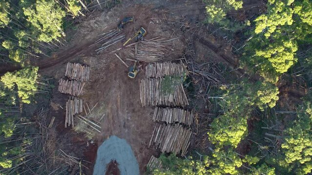 Steady vertical drone footage of salvage tree logging activities in the Wombat State Forest near Lyonville, Victoria, Australia.