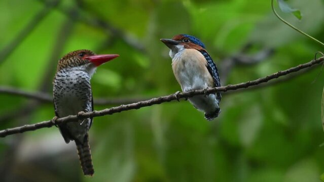 Mother and son perched together as the camera zooms out, Banded Kingfisher Lacedo pulchella, Kaeng Krachan National Park, Thailand.