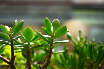 Amazing cactus varieties. Trendy cactus plants