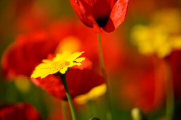 Red poppy flower field and detail in Italy.