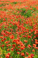 Red poppy flower field and detail in Italy.