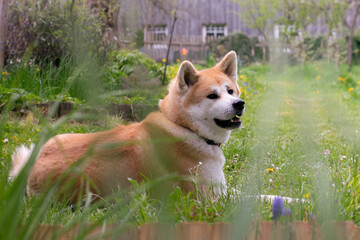 Akita Inu dog lies at home in the garden. Red fluffy dog ​​on the green grass.