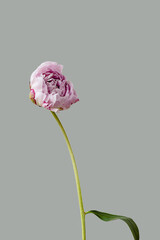 One single pink peony flower with green leaves seamless pattern on grey spring background....