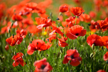 Red poppy flower field and detail in Italy.