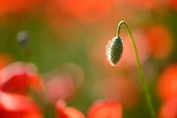 Obraz premium Red poppy flower field and detail in Italy.