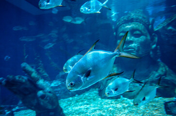 under the sea in thailand