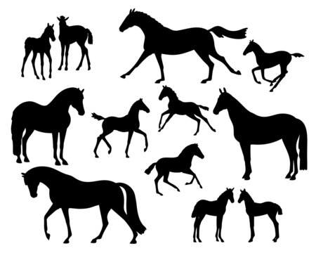 Set of silhouettes of a mare with foals