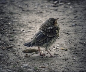 sparrow on the ground