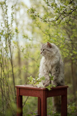 Naklejka na ściany i meble Photo of a beautiful gray fluffy cat in a blooming spring garden.