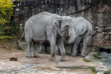 Asian elephants eating hay. Latin name - Elephas maximus	
