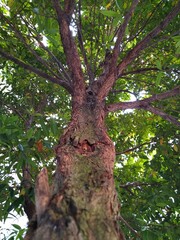 The photo of the tree is taken from below