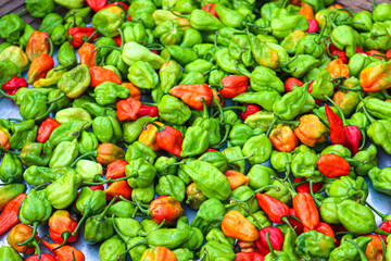 chili peppers stock on shop for sell