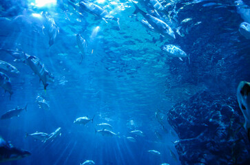 under the sea in thailand